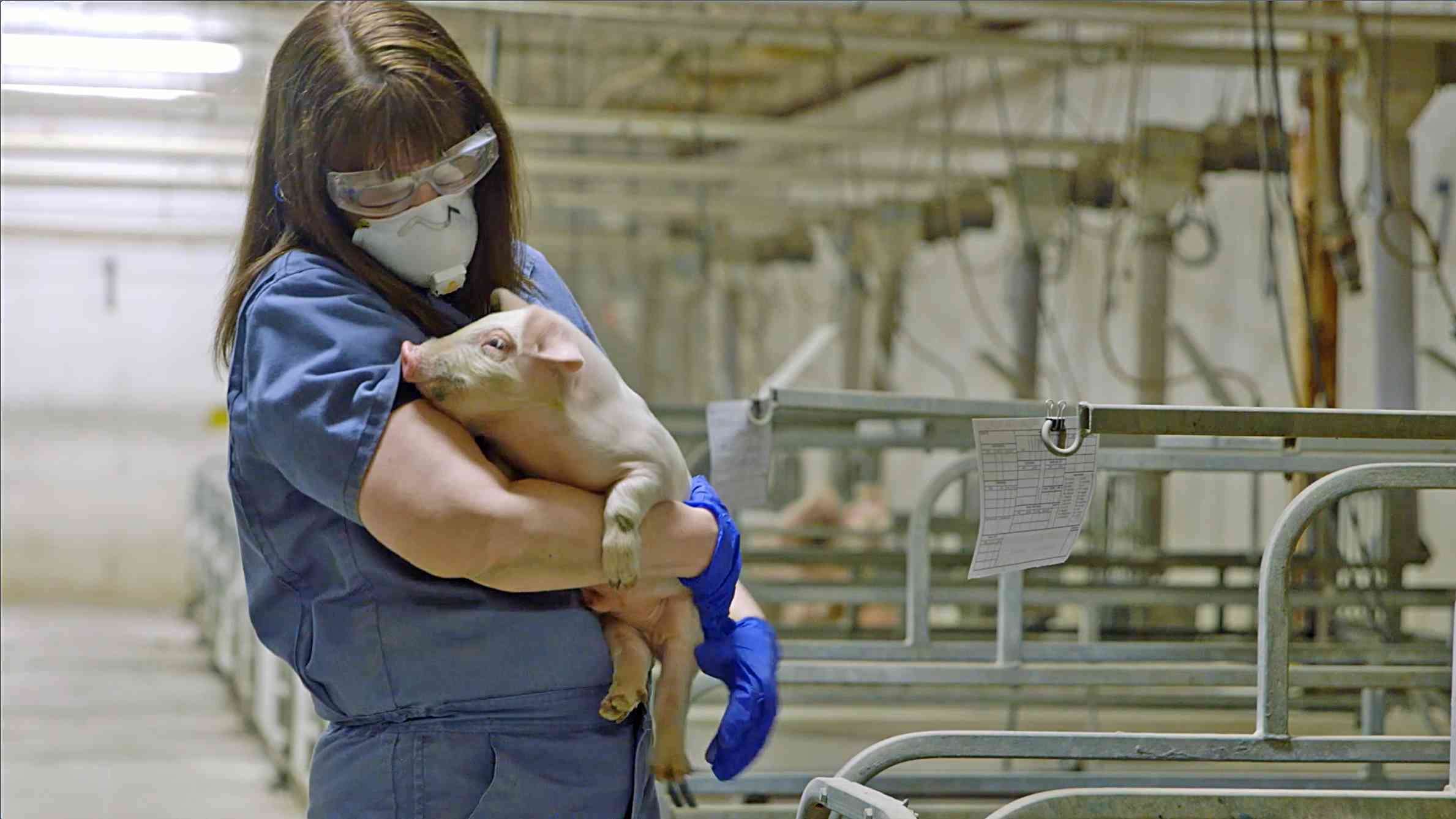 Employee holding Pig