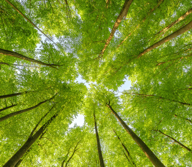 Green trees