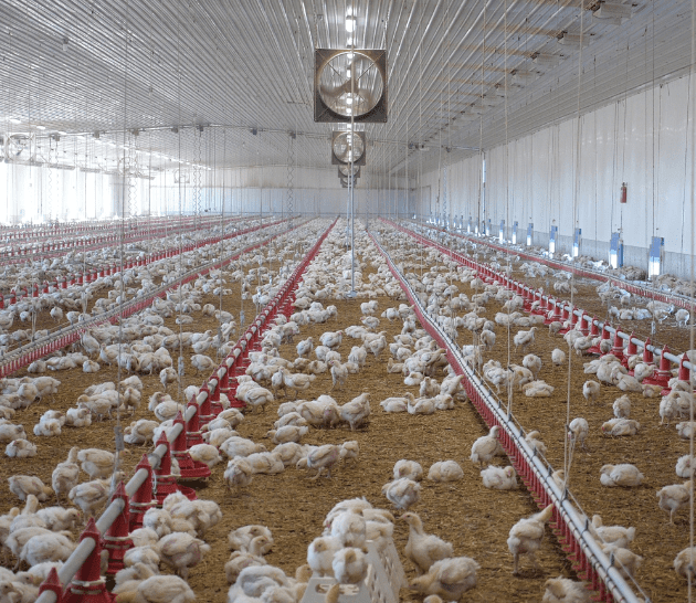 Poulets de chair